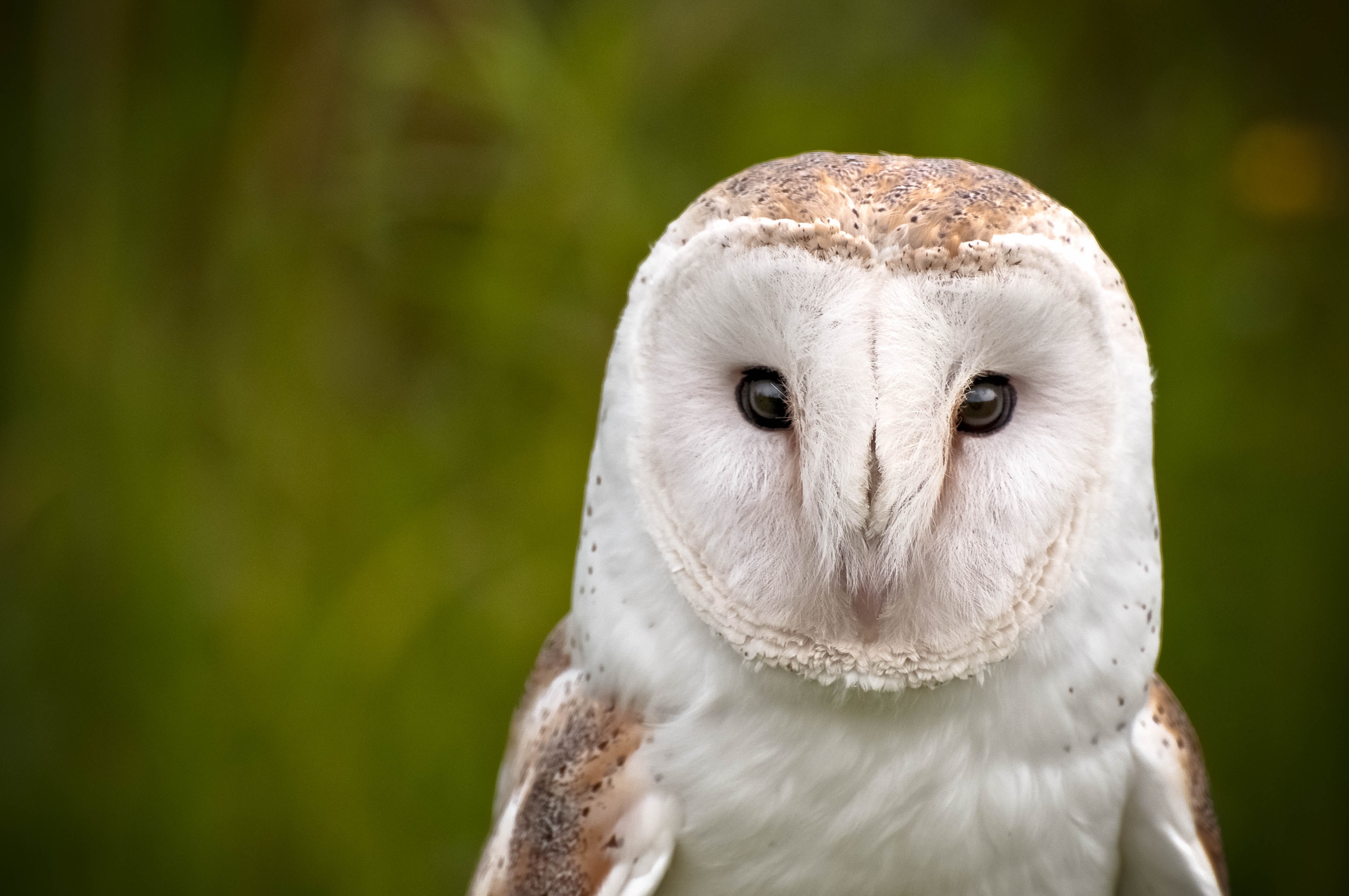 Barn owls can be found at Dunchideock barton along with many other forms of wildlife